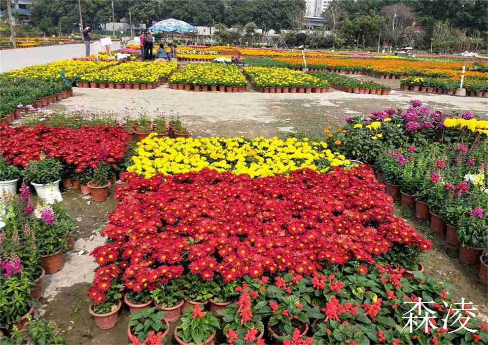 花盆、绿植